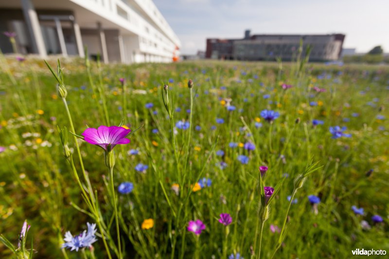 Tijdelijke natuur in de stad