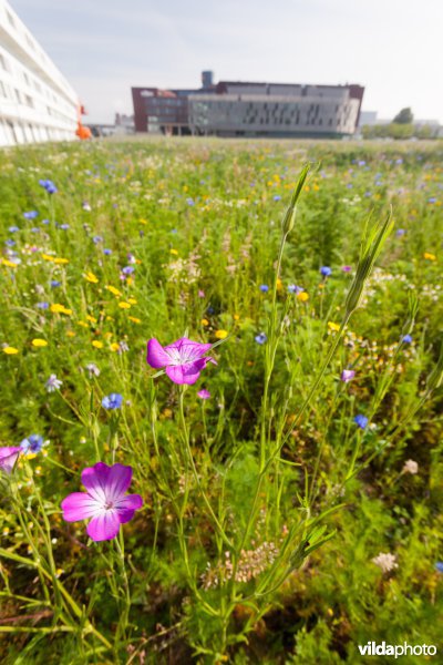 Tijdelijke natuur in de stad