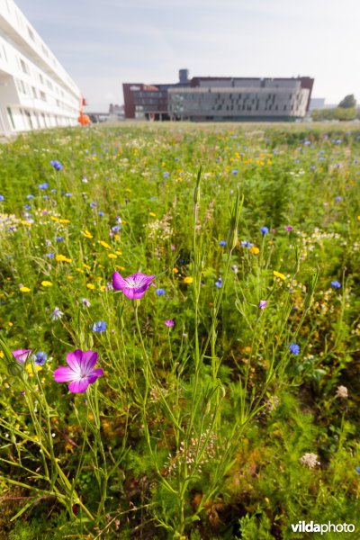 Tijdelijke natuur in de stad