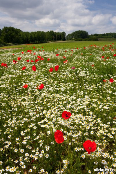 Klaprozen in een bloemrijke akkerrand