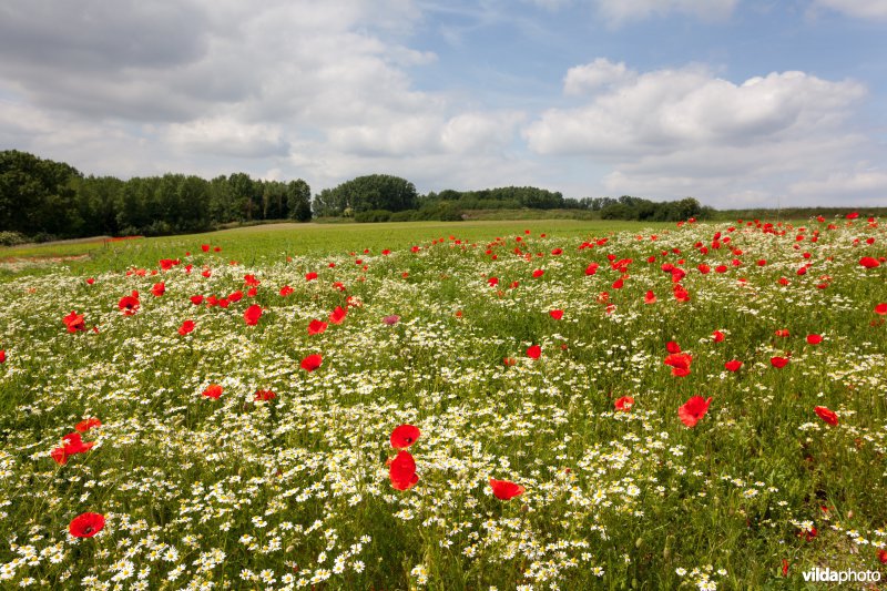 Klaprozen in een bloemrijke akkerrand