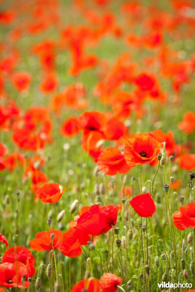 Klaprozen in een bloemrijke akkerrand