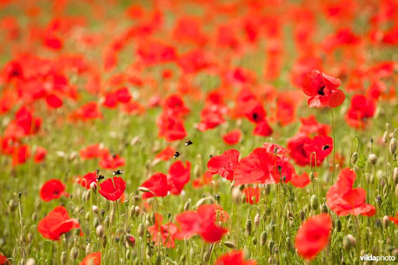 Hommel tussen de klaprozen in een bloemrijke akkerrand