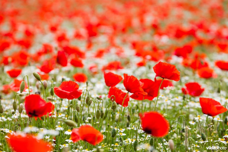 Klaprozen in een bloemrijke akkerrand