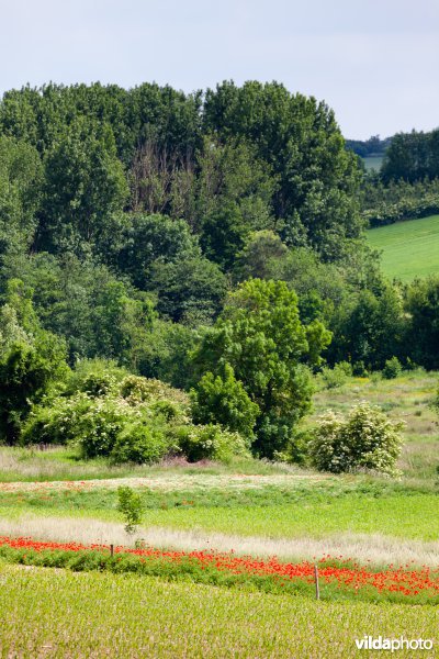 Zicht op de vallei van de Menebeek