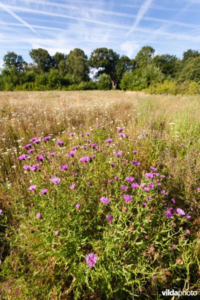 Knoopkruid in een bloemrijk akkertje