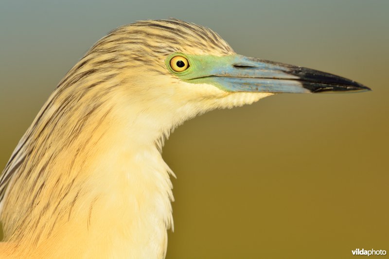 Kop van Ralreiger