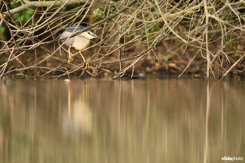 Kwak