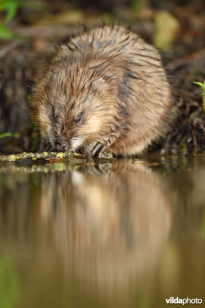 Muskusrat