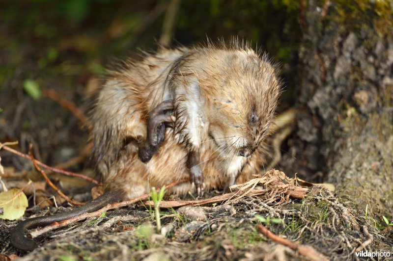 Muskusrat