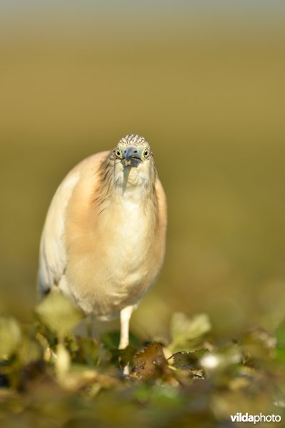 Ralreiger