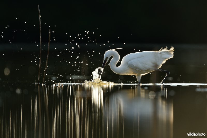 Jagende Kleine zilverreiger