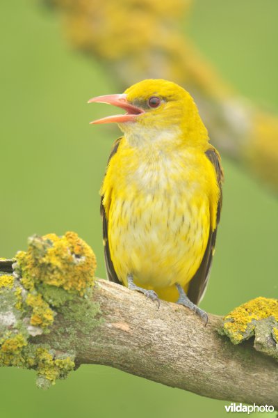 Roepende Wielewaal