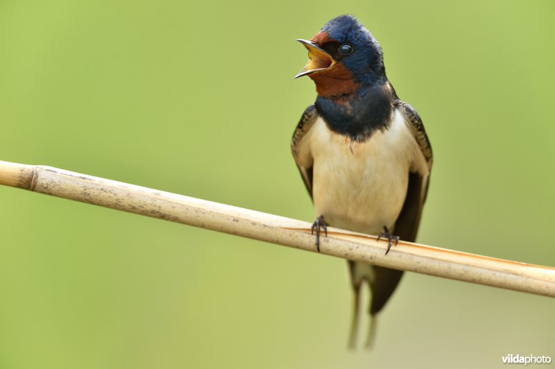 Kwetterende Boerenzwaluw