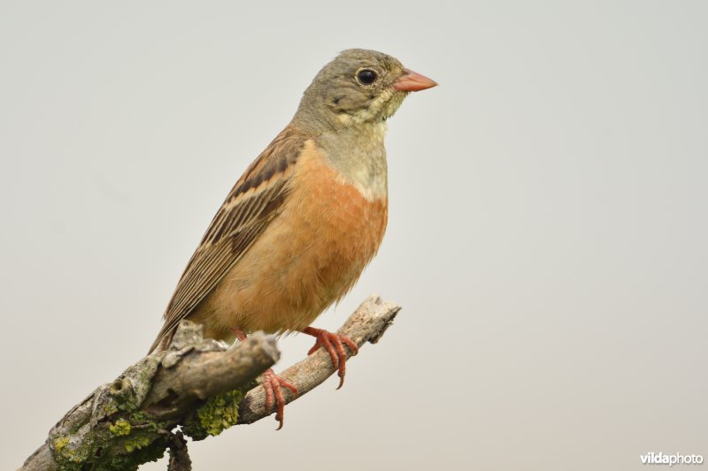 Ortolaan
