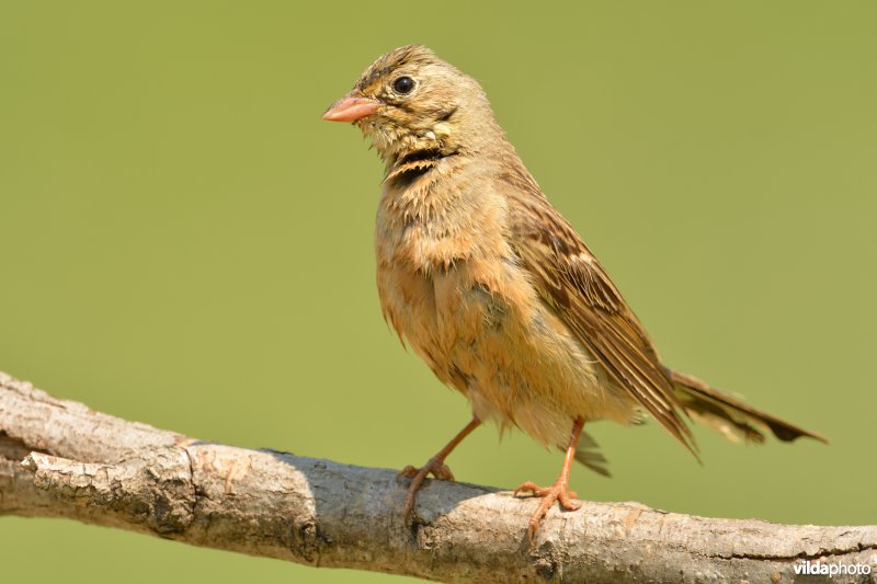 Ortolaan