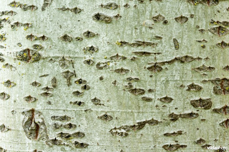 Schors van Witte abeel