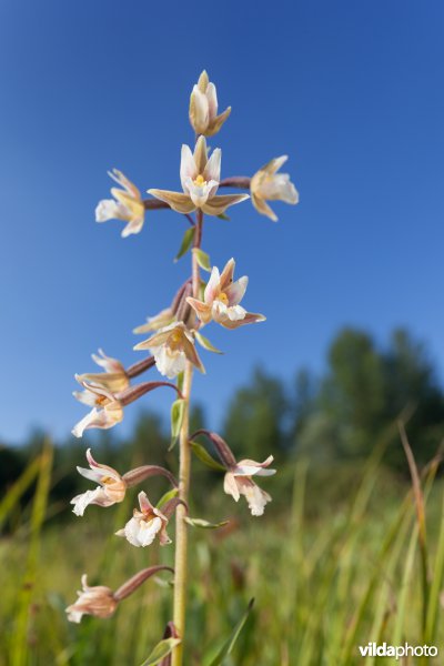 Moeraswespenorchis