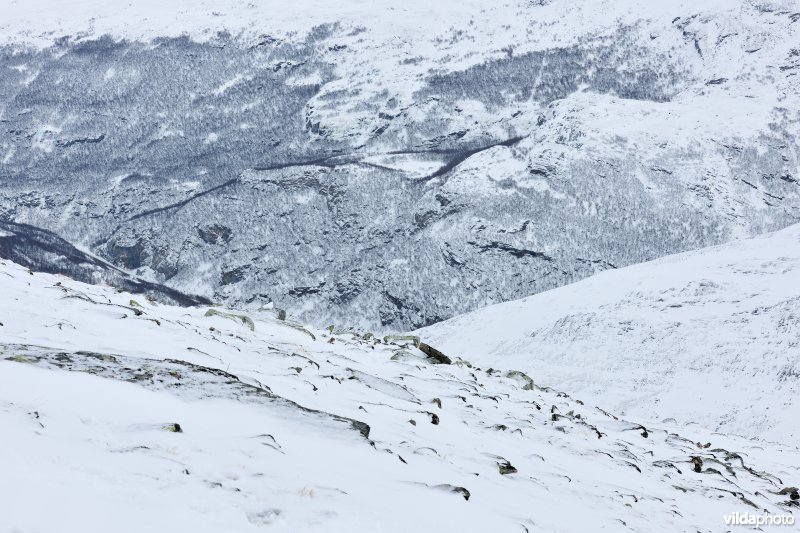 Winters landschap in Dovrefjell