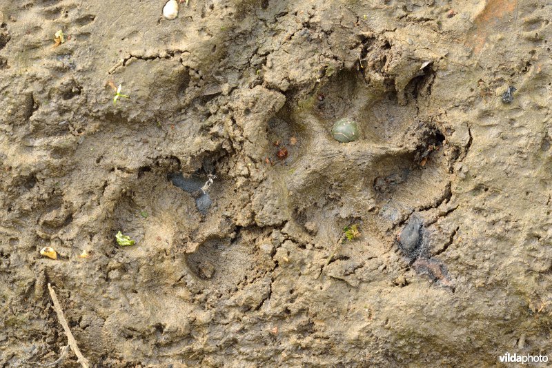 Sporen van vos in de modder