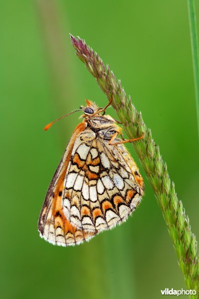 Bosparelmoer op kamgras