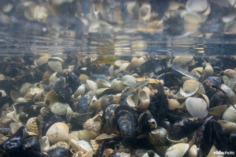 Schelpenbank met mossels en kokkels