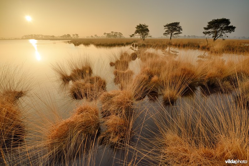 Kalmthoutse heide