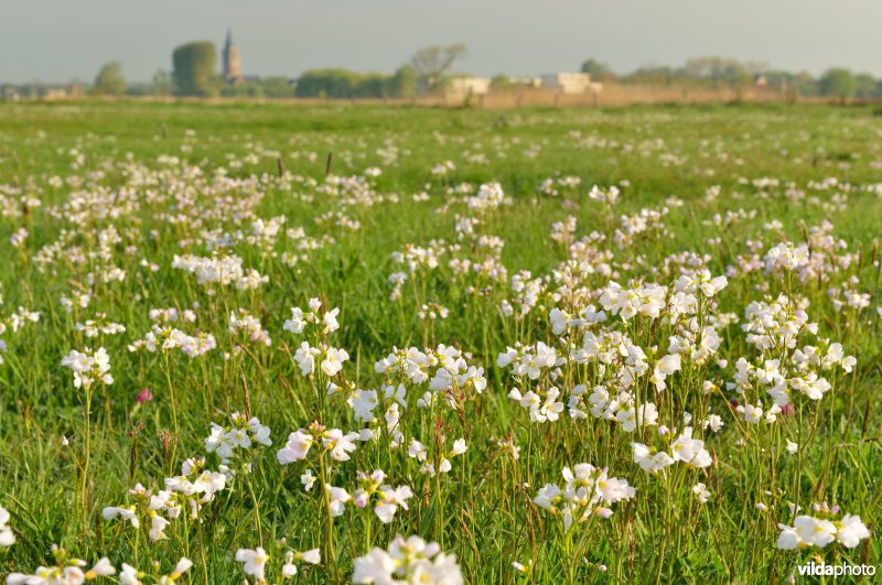 Natuurreservaat Schobbejak