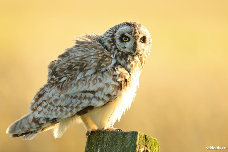 Velduil op weidepaal