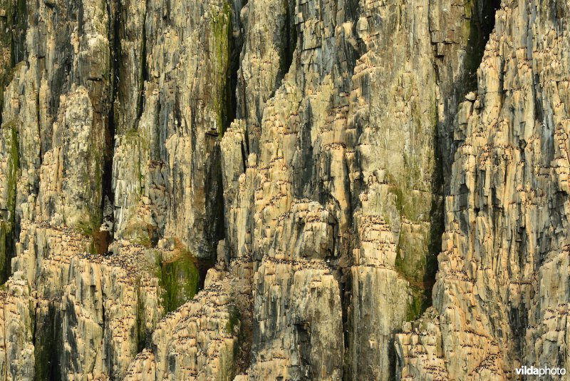 Kolonie Dikbekzeekoeten