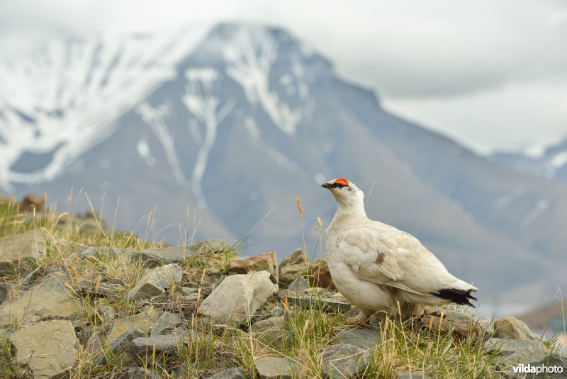 Mannetje Sneeuwhoen in het arctische landschap