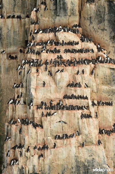 Kolonie Dikbekzeekoeten