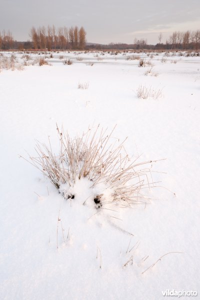 Sneeuw in de Demerbroeken