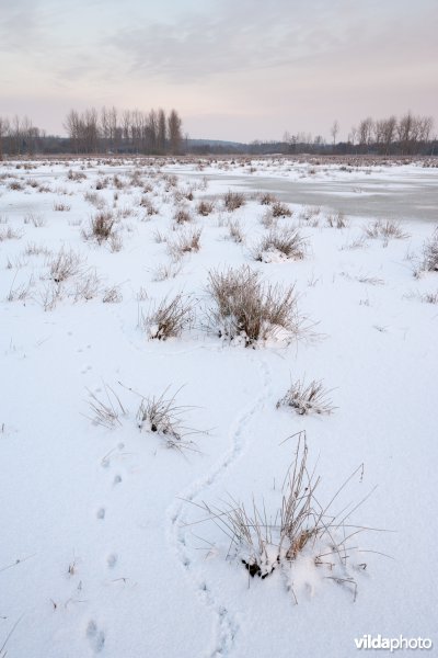 Sneeuw in de Demerbroeken