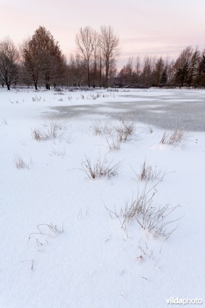 Sneeuw in de Demerbroeken