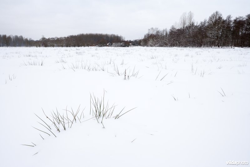 Sneeuw in de Doode Bemde