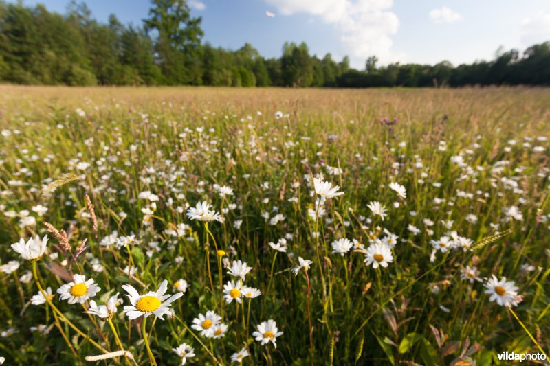 Bloemrijk grasland