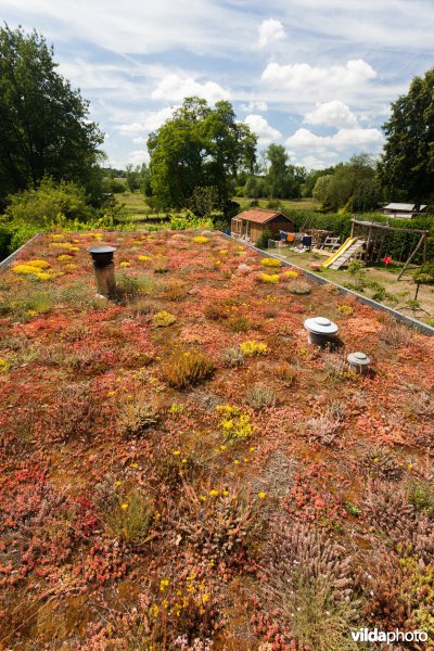 Sedums op een groendak