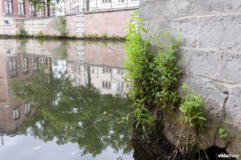 Blauw glidkruid in de stad