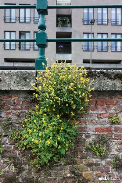 Gele helmbloem op een oude muur