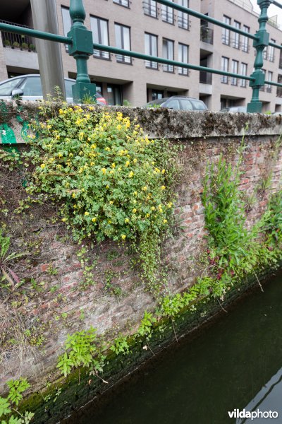 Gele helmbloem op een oude muur