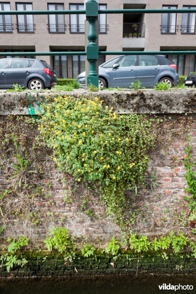 Gele helmbloem op een oude muur