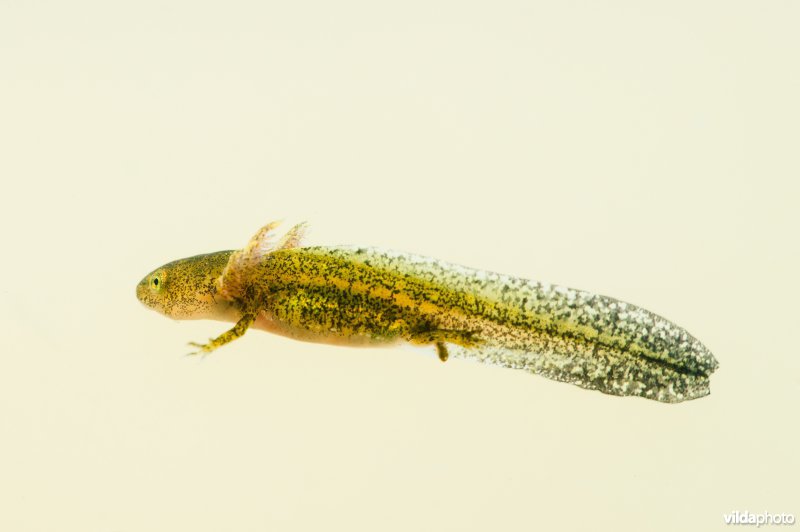 Alpenwatersalamander