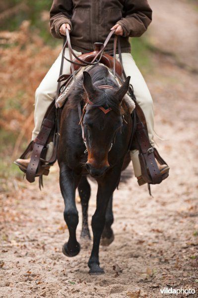 Ruiter en paard 