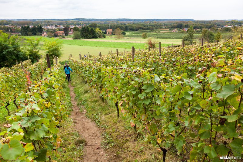 Wandelen tussen de druivenstokken