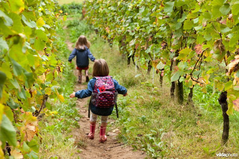 Wandelen tussen de druivenstokken