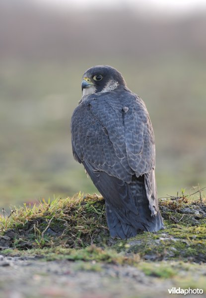 Slechtvalk