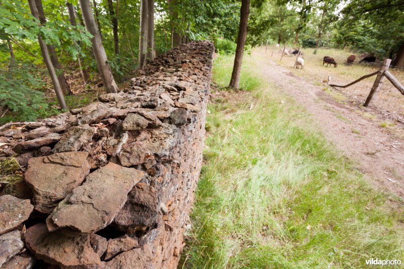 Wijngaardmuur