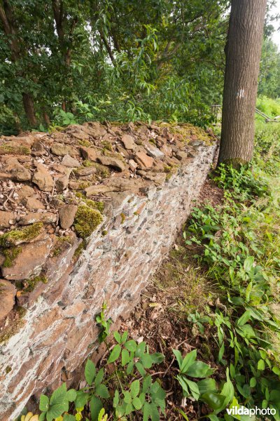 Wijngaardmuur