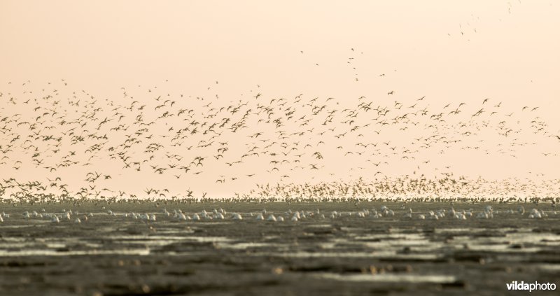 Steltlopers op het Wad